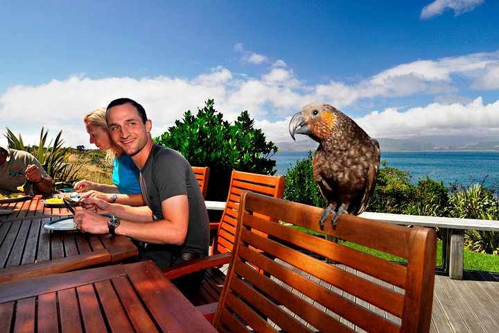 Having lunch with a cheeky kākā.